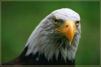 Bald Eagle II